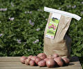 Aardappelen van de groninger klei