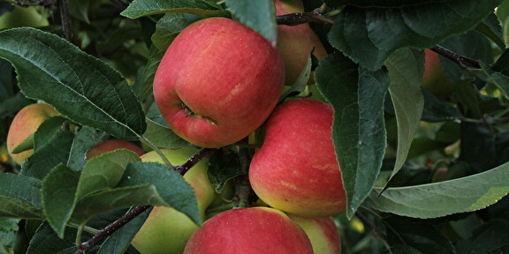 Nieuwe oogst appels Landwinkel Ol Diek