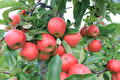 appels